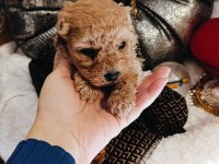 Orijinal toy poodle yavrular