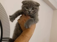 British Shorthair Bebek Kediler