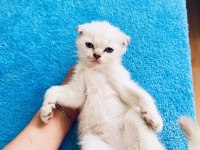 2 Aylık Oyuncu Scottish Fold Yavrular