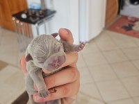 Dünyalar güzeli french bulldog yavrularımız