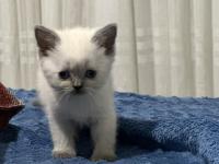 British Bluepoint Yavrularımız Yeni Yuvalarını Arıyor