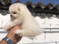 Pomeranian Boo Yavru Köpeğimiz