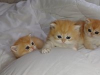 Show Kalite Safkan Golden Bebek Kediler