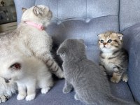 Scottish Fold Yavru Dişi Kedimiz