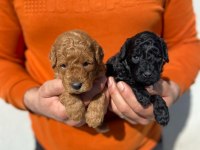 Irk Ve Sağlık Garantili Poodle 14 Adet Yavru