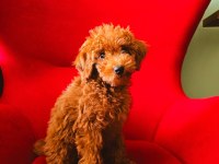 2,5 Aylık Toy Poodle Yavrumuz Sahibini Arıyor