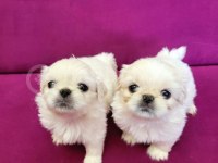 Pekinez Yavrularımız