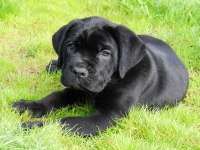 Sağlık Ve Irk Garantili Cane Corso