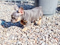 French Bulldog Yavruları