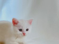 Şişman, Şirin Ve Enerjik: Sevimli Beyaz British Shorthair