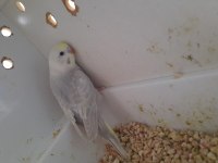 Yavru Ele Alıştırmalık Rainbow Muhabbet Kuşu