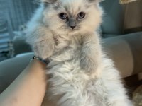 British longhair blue point erkek