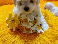 Maltese Terrier Yavrular Gelip Görerek Alabilirsiniz Adrese Teslimat Var