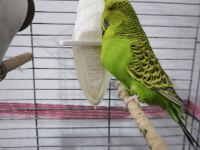 Hazır Takım Jumbo Muhabbet Kuşu