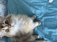 Safkan British Longhair Yavrularımı Sahiplendiriyorum