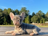 French Bulldog Cins Yavrular