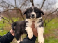 Enerjisiyle Hayatınıza Neşe Katacak Border Collie!