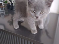 50 Günlük Yavru Kedimiz