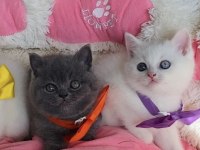 Nadir Bulunan Oddeyes Ve Blue British Bebeğim