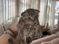 Erkek scottish fold kedimiz
