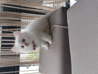 British 2 Aylık Kar Beyazı Maviş