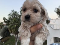 Maltipoo Dişi Ve Erkek Yavrularımız