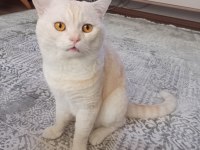 Sevimli Scottish Straight Yavrumuz Yeni Yuvasını Arıyor.