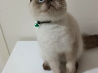 Top Kafa Scottish Fold Erkek