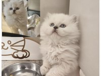 Maviş British Longhair Bebeğimiz Teslime Hazır