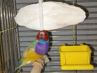 Yavru Alınmış Gökkuşağı İspinozları