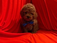 Safkan Ve Pasaportlu Toy Poodle Yavruları