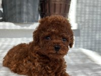 Kore Tea Cup Poodle