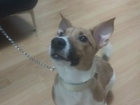 5 Aylık Sorunları Bitmiş, Aşılı, Tuvalet Eğitimli Jack Russell