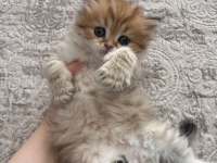 1 aylık bebik kedimize yuva arıyoruz