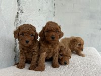 Toy poodle yavrularımız sağlık garantili