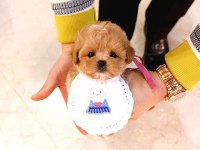Kalitesi̇ Tartışılmaz Düzeydeki̇ Toy Poodle Bebekler