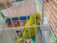 2 tane muhabbet kuşu ikisi de kafesiyle beraber verileccek