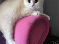 British Shorthair Golden Ny12 Yavrular