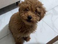 3.5 aylık erkek poodle hatay