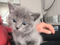 1 Aylık Dişi Yavru Kediler