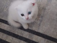 Scottish fold renkli gözlü
