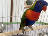 Geveze lori papağanımız