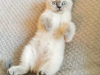 British Shorthair Yavru Kedileri