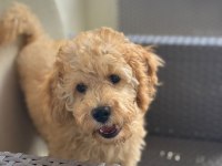 2.5 aylık tuvalet eğitimli erkek toy poodle