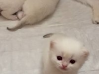 Safkan Şampiyon Yavru Kediler