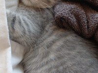 Sahibinden Kedi Ailesi