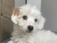 Güzel terrier kızımı sahiplendiriyorum