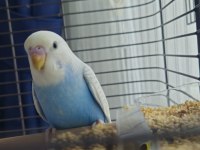 Konuşturmak için tam zamanı muhabbet kuşu