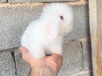 Hollanda teddy lop tavşan yavruları