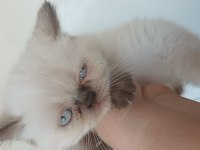 Adana Yavru Kediler Teslime Hazır